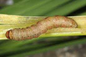 Attēlu rezultāti vaicājumam “Hydraecia micacea”