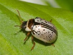 Attēlu rezultāti vaicājumam “Cribraria costata stalked”
