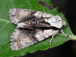 Attēlu rezultāti vaicājumam “Acronicta alni”