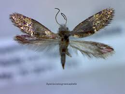 Attēlu rezultāti vaicājumam “Eriocraniidae”