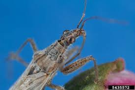 Attēlu rezultāti vaicājumam “Nabidae”