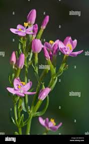 Attēlu rezultāti vaicājumam “Centaurium erythraea bud”