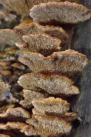 Attēlu rezultāti vaicājumam “Gloeophyllum trabeum”