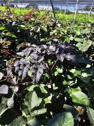 Attēlu rezultāti vaicājumam “Angelica sylvestris leaf”