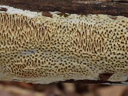 Attēlu rezultāti vaicājumam “Antrodia albida”