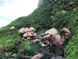 Attēlu rezultāti vaicājumam “Psathyrella pygmaea”