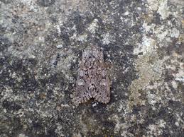 Attēlu rezultāti vaicājumam “Papestra biren”