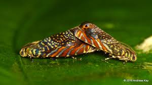 Attēlu rezultāti vaicājumam “Tortricidae”