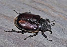 Attēlu rezultāti vaicājumam “Osmoderma barnabita imago”