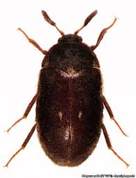 Attēlu rezultāti vaicājumam “Attagenus pellio”