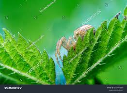 Attēlu rezultāti vaicājumam “Xysticus ulmi”