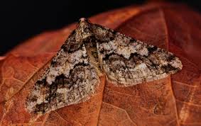 Attēlu rezultāti vaicājumam “Agriopis leucophaearia”