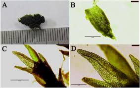Attēlu rezultāti vaicājumam “Bryum pallescens”