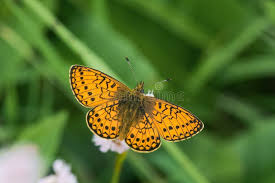 Attēlu rezultāti vaicājumam “Boloria eunomia underside”
