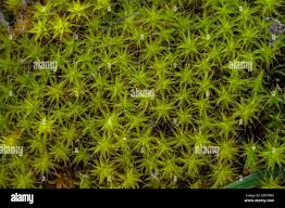 Attēlu rezultāti vaicājumam “Campylopus pyriformis sporophyte”