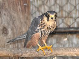 Attēlu rezultāti vaicājumam “Falco subbuteo”