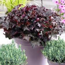 Image result for Heuchera `Palace Purple`