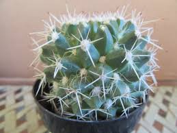 Attēlu rezultāti vaicājumam “Cribraria macrocarpa stalked”