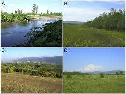 Attēlu rezultāti vaicājumam “Pemphigus borealis”