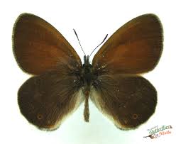 Attēlu rezultāti vaicājumam “Coenonympha glycerion underside”