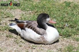 Attēlu rezultāti vaicājumam “Tadorna tadorna juvenile”