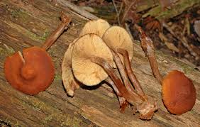Attēlu rezultāti vaicājumam “Gymnopilus picreus”