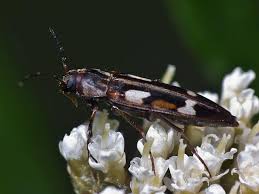 Attēlu rezultāti vaicājumam “Melandryidae”