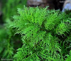 Attēlu rezultāti vaicājumam “Thuidium tamariscinum”