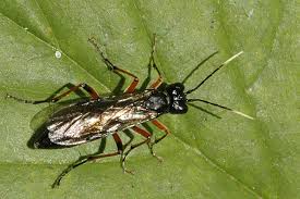 Attēlu rezultāti vaicājumam “Tenthredo campestris”