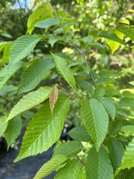 Attēlu rezultāti vaicājumam “Carpinus caroliniana”