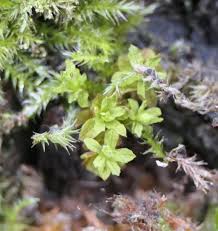 Attēlu rezultāti vaicājumam “Syntrichia latifolia”