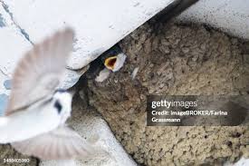 Attēlu rezultāti vaicājumam “Delichon urbicum nest”