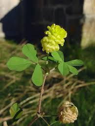 Attēlu rezultāti vaicājumam “Trifolium alpestre leaf”