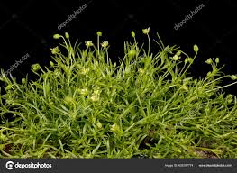 Attēlu rezultāti vaicājumam “Sagina procumbens leaf”