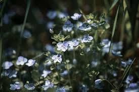 Attēlu rezultāti vaicājumam “Veronica filiformis flower”