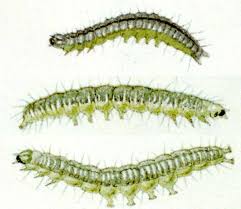 Attēlu rezultāti vaicājumam “Sitochroa verticalis”