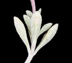 Image result for Alyssum diffusum