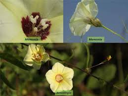 Attēlu rezultāti vaicājumam “Convolvulaceae”