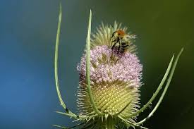 Image result for Dipsacus silvestris