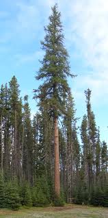 Attēlu rezultāti vaicājumam “Larix”