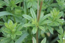 Attēlu rezultāti vaicājumam “Galium rivale”