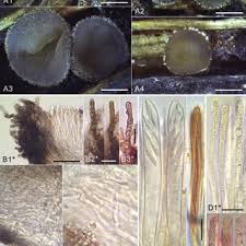 Attēlu rezultāti vaicājumam “Hyaloscypha hyalina”