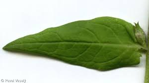 Attēlu rezultāti vaicājumam “Melampyrum nemorosum leaf”