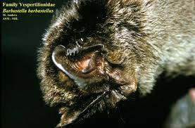 Attēlu rezultāti vaicājumam “Barbastella barbastellus”