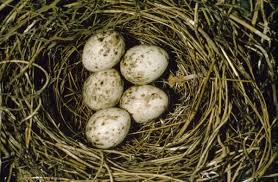 Attēlu rezultāti vaicājumam “Sylvia borin nest”