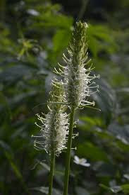 Attēlu rezultāti vaicājumam “Phyteuma spicatum leaf”