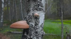 Attēlu rezultāti vaicājumam “Phellinus populicola”
