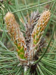 Attēlu rezultāti vaicājumam “Pinus ponderosa fruit”