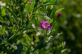 Attēlu rezultāti vaicājumam “Epilobium hirsutum leaf”