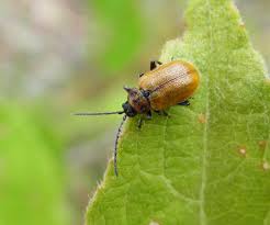 Attēlu rezultāti vaicājumam “Lochmaea caprea”
